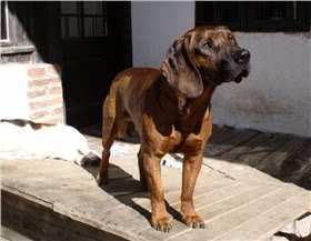 汉诺威猎犬