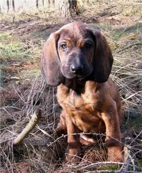 汉诺威猎犬