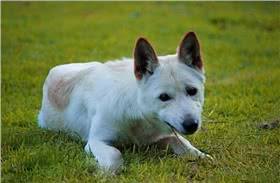 韩国金刀犬