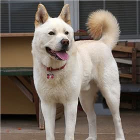 韩国金刀犬
