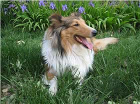 苏牧犬