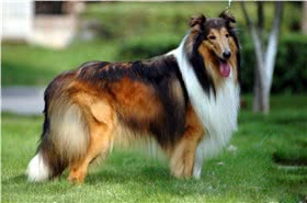 苏牧犬