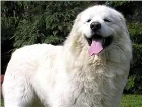 斯洛伐克楚维卡犬