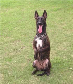 荷兰牧羊犬
