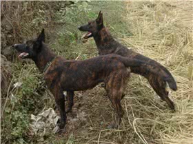 荷兰牧羊犬