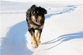 霍夫瓦尔特犬