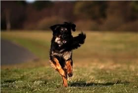 霍夫瓦尔特犬