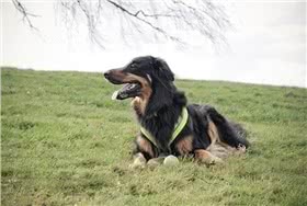 霍夫瓦尔特犬