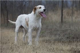 伊斯特拉粗毛猎犬