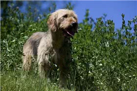 伊斯特拉粗毛猎犬