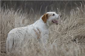 伊斯特拉粗毛猎犬