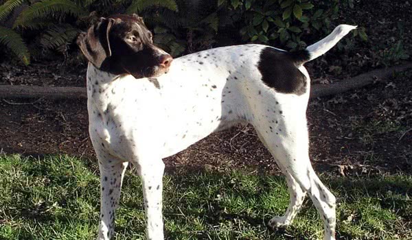 英国指示犬 英国指示犬