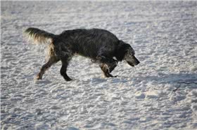 英国雪达蹲猎犬