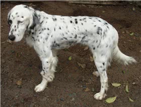 英国雪达蹲猎犬