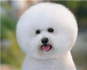 比熊