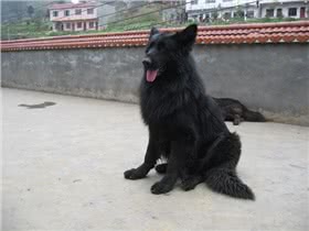 比利时牧牛犬