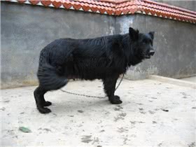 比利时牧牛犬