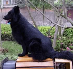比利时牧牛犬