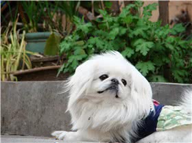 北京犬