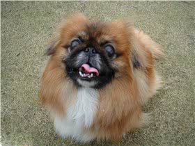 北京犬