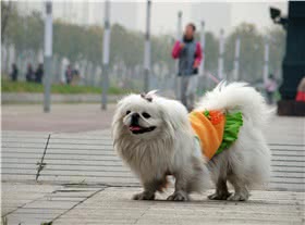 北京犬
