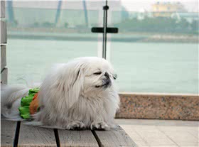 北京犬