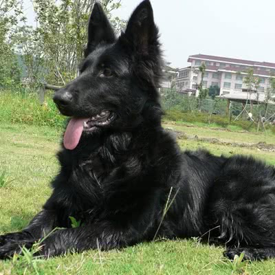 比利时特弗伦牧羊犬