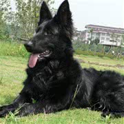 比利时特弗伦牧羊犬