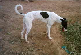 格力犬