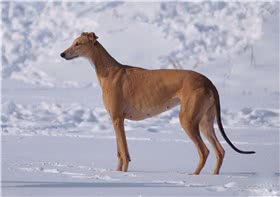 格力犬