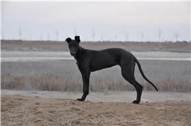 格力犬
