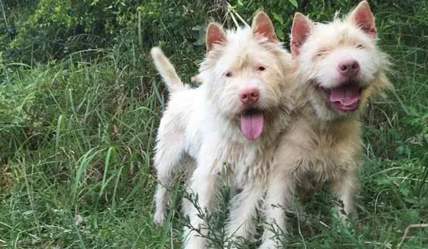 下司犬 下司犬
