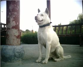 下司犬
