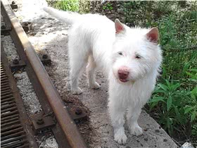 下司犬