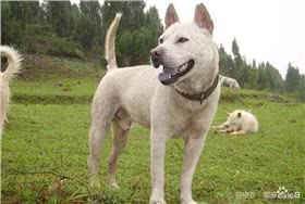下司犬