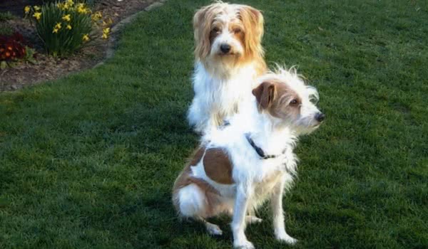 克龙弗兰德犬 克龙弗兰德犬