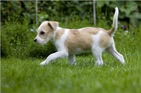 克龙弗兰德犬