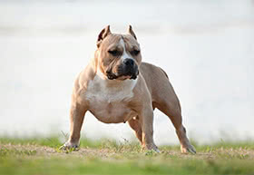 美国恶霸犬