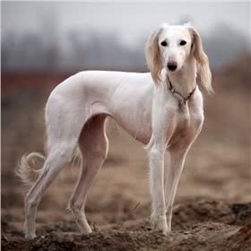 萨路基猎犬