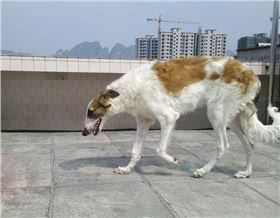 苏俄猎狼犬