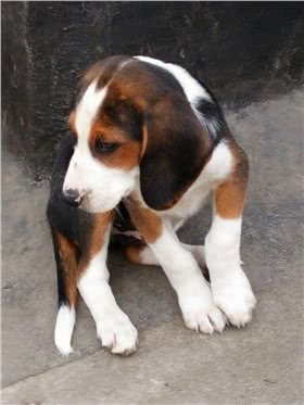 塞尔维亚三色猎犬
