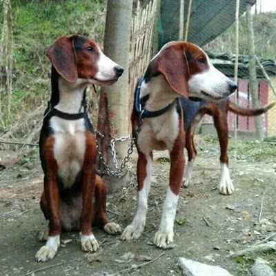 塞尔维亚三色猎犬