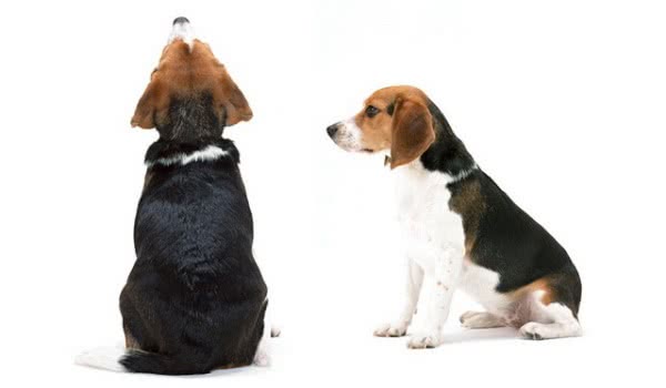 斯洛伐克猎犬 斯洛伐克猎犬