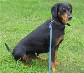 斯洛伐克猎犬