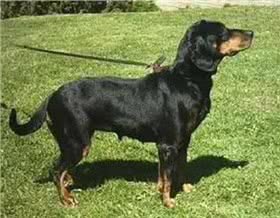 斯洛伐克猎犬