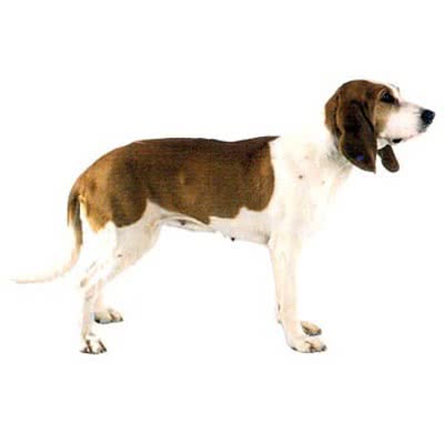 圣日尔曼指示犬