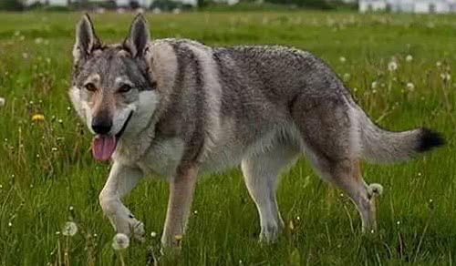 捷克狼犬 捷克狼犬