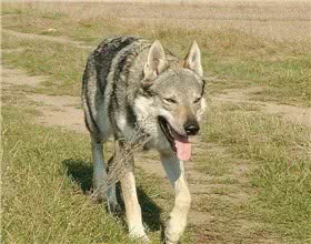捷克狼犬