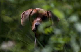 塞尔维亚猎犬