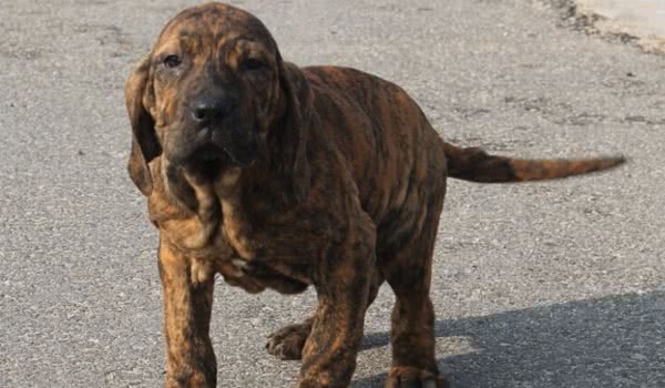 巴西獒犬 巴西獒犬